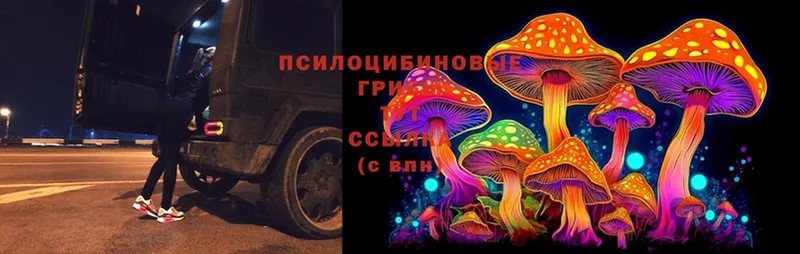 Псилоцибиновые грибы MAGIC MUSHROOMS  Кольчугино 